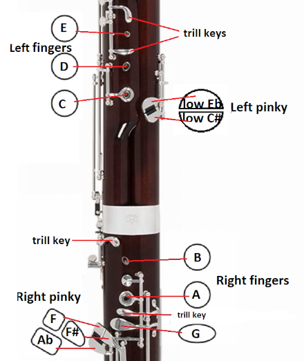 close up of front bassoon keys labeled
