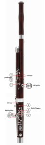 front of bassoon with keys labelled