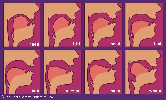 tongue position of 8 common vowels